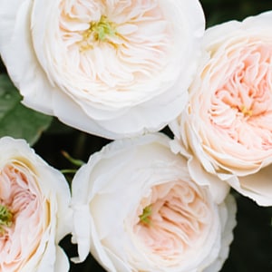 white flowers